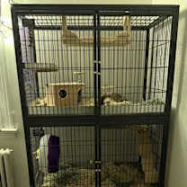 Thumbnail photo of JoJo #2