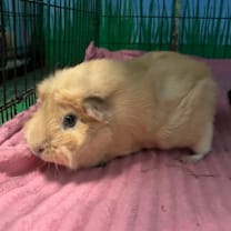 Thumbnail photo of Honey #4