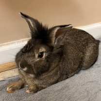 Thumbnail photo of Woodstock #1