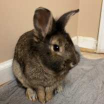 Thumbnail photo of Woodstock #2