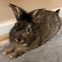 Thumbnail photo of Woodstock #3