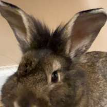 Thumbnail photo of Woodstock #4