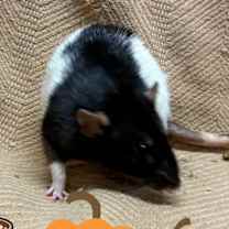 Thumbnail photo of Tish Hughes #2