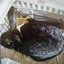 Thumbnail photo of Sweetheart #3