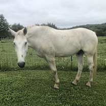 Thumbnail photo of Beau #1