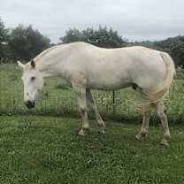 Thumbnail photo of Beau #2