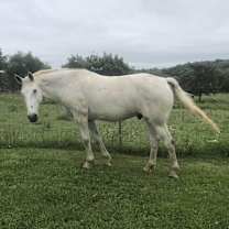 Thumbnail photo of Beau #3