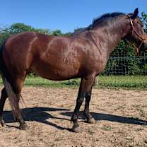 Thumbnail photo of Daisy #2