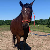 Thumbnail photo of Daisy #3