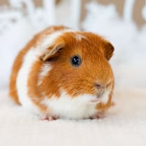 Thumbnail photo of Leo #1