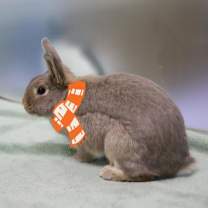 Thumbnail photo of Pina Colada #1