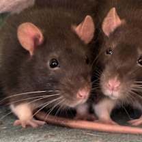 Thumbnail photo of Plunge #1