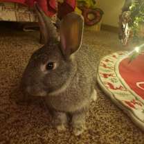 Thumbnail photo of Waffles #2