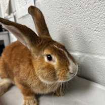 Thumbnail photo of Moe - IN FOSTER #2