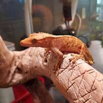 Thumbnail photo of Brioche Bun #2