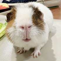 Thumbnail photo of Big Boy #1