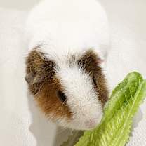 Thumbnail photo of Big Boy #2