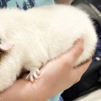 Thumbnail photo of Big Boy #3