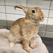 Thumbnail photo of Hamish #4