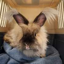 Thumbnail photo of Wisp (and Willow) #2