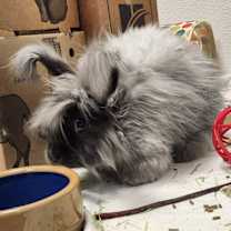 Thumbnail photo of Willow (and Wisp) #3