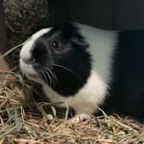 Thumbnail photo of Bessie #1