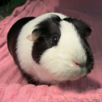 Thumbnail photo of Bessie #3