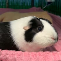 Thumbnail photo of Bessie #4