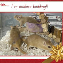 Thumbnail photo of Sesame #1