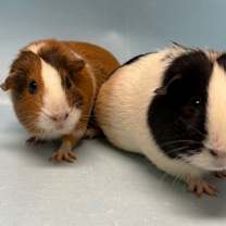 Thumbnail photo of Riley #1