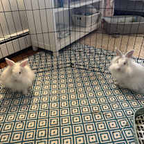 Thumbnail photo of Rosie and Chloe #2