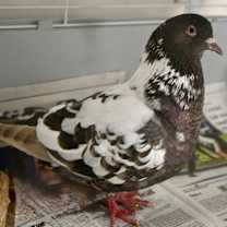 Thumbnail photo of Kevin #3