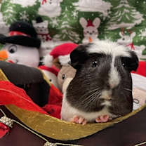 Thumbnail photo of Skunk #1