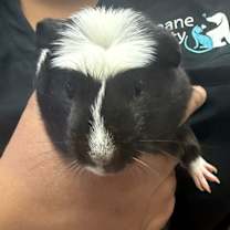 Thumbnail photo of Skunk #2