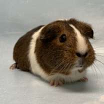 Thumbnail photo of Cheese #1