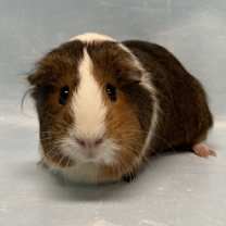 Thumbnail photo of Bagel #1