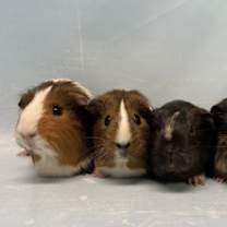 Thumbnail photo of Brownie #2