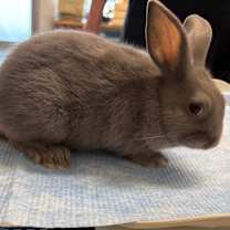 Thumbnail photo of Bailey #2