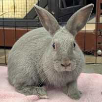 Thumbnail photo of Bailey #4