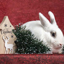 Thumbnail photo of Kit #1