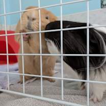 Thumbnail photo of David #2