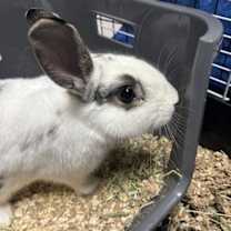 Thumbnail photo of Slim #1