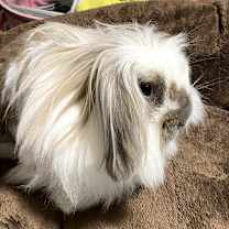 Thumbnail photo of Raina #3