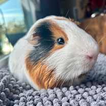 Thumbnail photo of Frederick #3