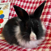 Thumbnail photo of Twister #1