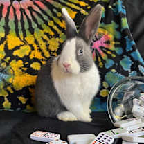 Thumbnail photo of Dominoes #1