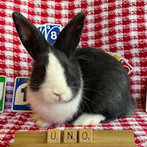 Thumbnail photo of Uno #3