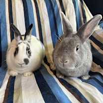 Thumbnail photo of Queso Blanco #2