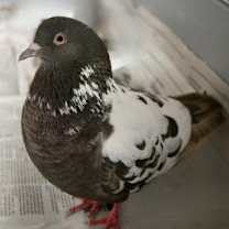 Thumbnail photo of Kevin #2