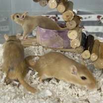 Thumbnail photo of Chile #2